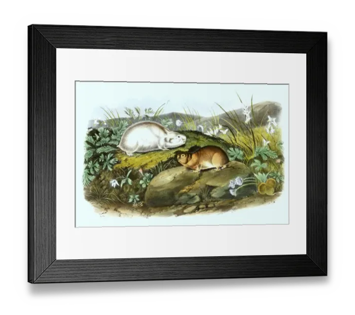 Framed Print : Ungava collared lemming (Dicrostonyx hudsonius) Framed Print : Ungava collared lemming (Dicrostonyx hudsonius)