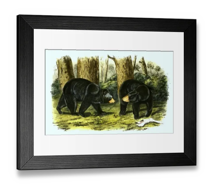 Framed Print : American black bear (Ursus americanus)