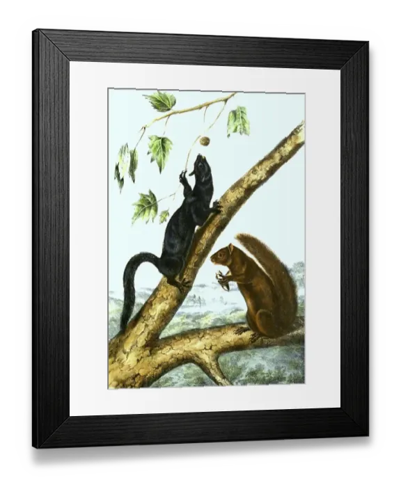 Framed Print : Western grey squirrel (Sciurus griseus)