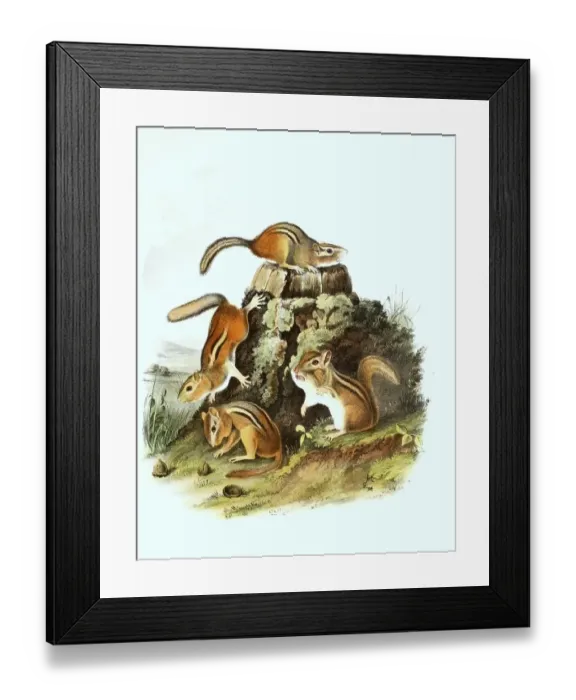 Framed Print : Striped chipmunk (Tamias) striatu