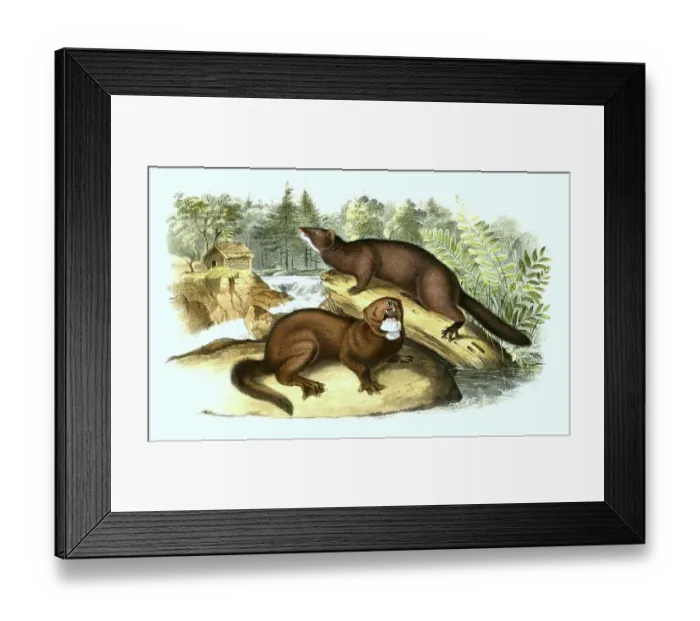 Framed Print : American Mink (Mustela vison) or american mink