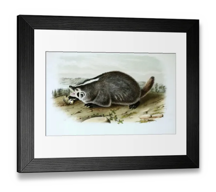 Framed Print : American badger (Taxidea taxus)