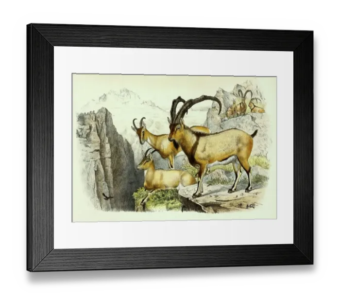 Framed Print : Asian wild goat (Capra aegagrus) Framed Print : Asian wild goat (Capra aegagrus)
