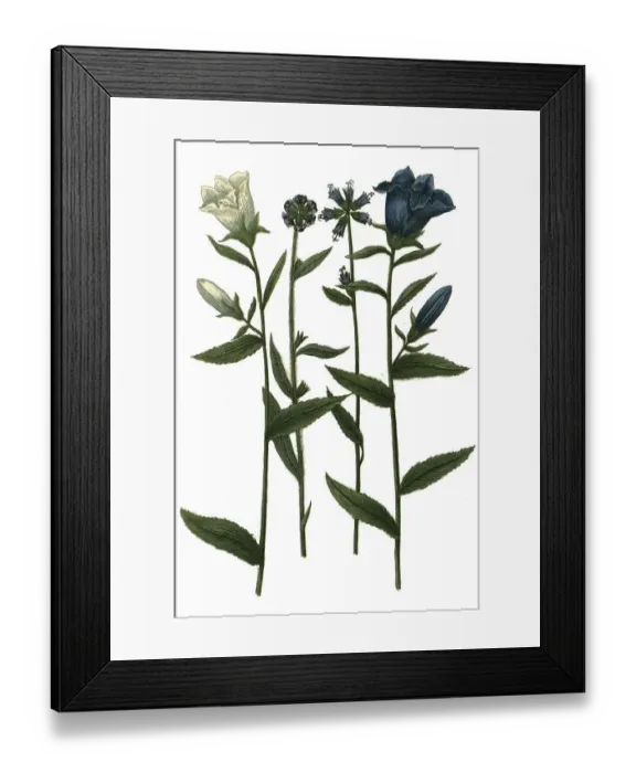 Framed Print : Various bellflowers (Campanula) caerulea