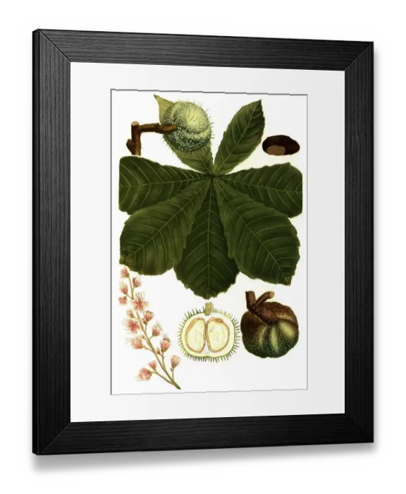 Framed Print : Horse-chestnut (Aesculus hippocastanum) Framed Print : Horse-chestnut (Aesculus hippocastanum)