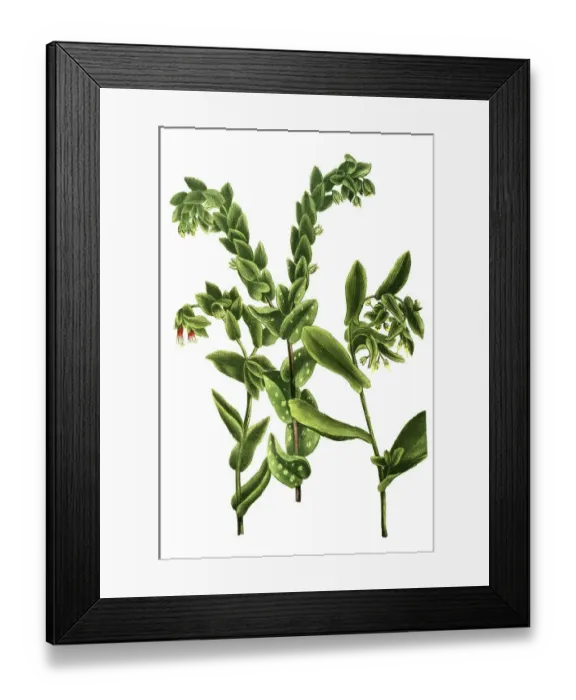 Framed Print : Maculata, large honeyworts (Cerinthe major) (Cerinthe)