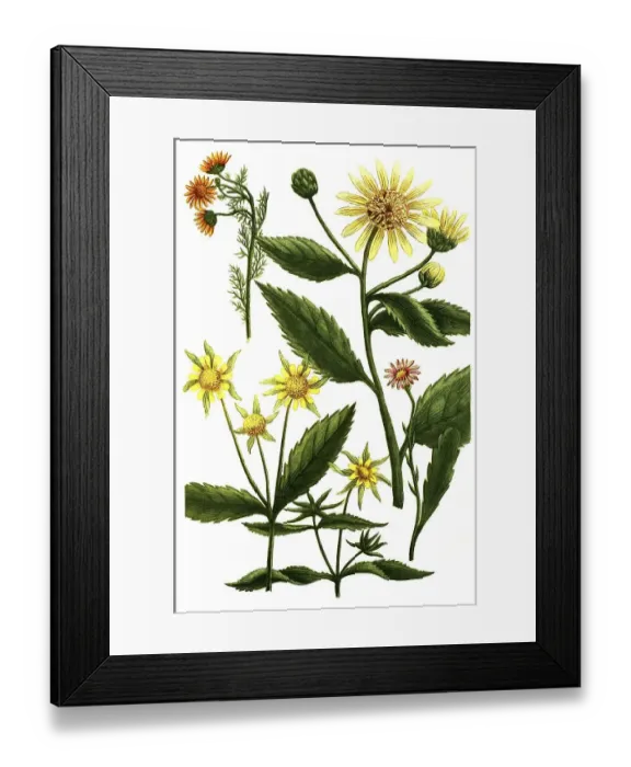 Framed Print : Chrysanthemum, species of plant (Compositae) in the genus Chrysanthemum Framed Print : Chrysanthemum, species of plant (Compositae) in the genus Chrysanthemum