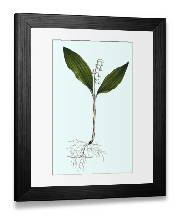 Framed Print : Lily of the Valley (Convallaria majalis) Framed Print : Lily of the Valley (Convallaria majalis)