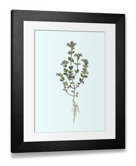Framed Print : Common Eyebright (Euphrasia officinalis) or Greater Eyebright