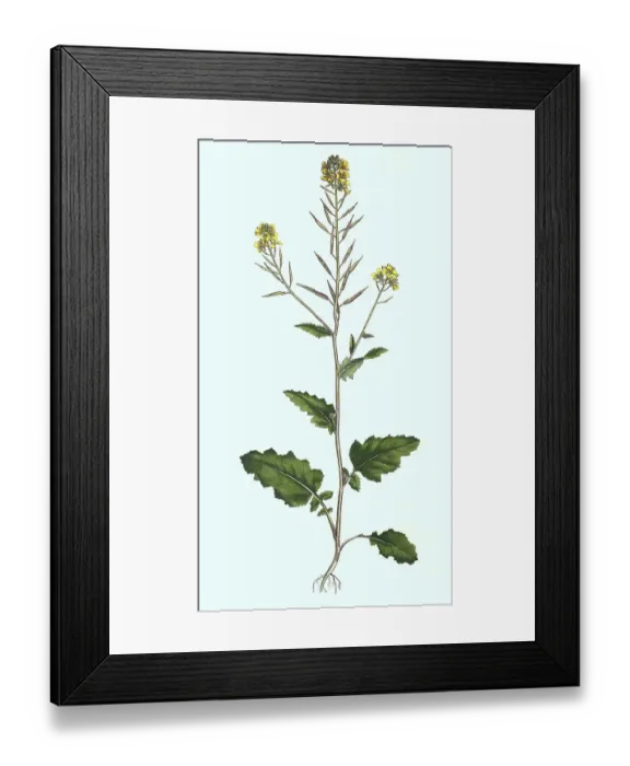 Framed Print : Field mustard (Sinapis arvensis) or field mustard Framed Print : Field mustard (Sinapis arvensis) or field mustard