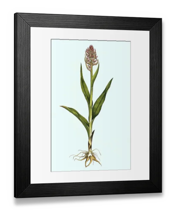 Framed Print : Orchis latifolia, western marsh orchid (Dactylorhiza majalis) Framed Print : Orchis latifolia, western marsh orchid (Dactylorhiza majalis)