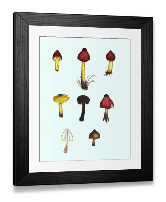 Framed Print : Orange-red knightling, Tricholoma aurantium