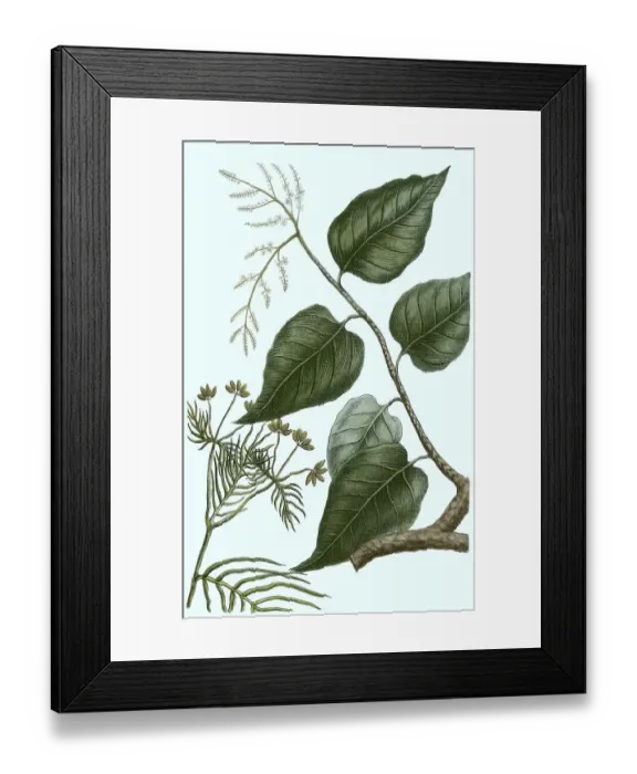 Framed Print : Cumin (Cuminum cyminum), also Cumin or Cumin Framed Print : Cumin (Cuminum cyminum), also Cumin or Cumin