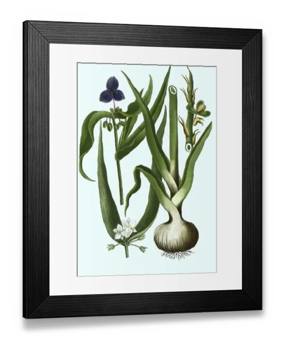 Framed Print : Iberian felweed, Ephemerum virginianum