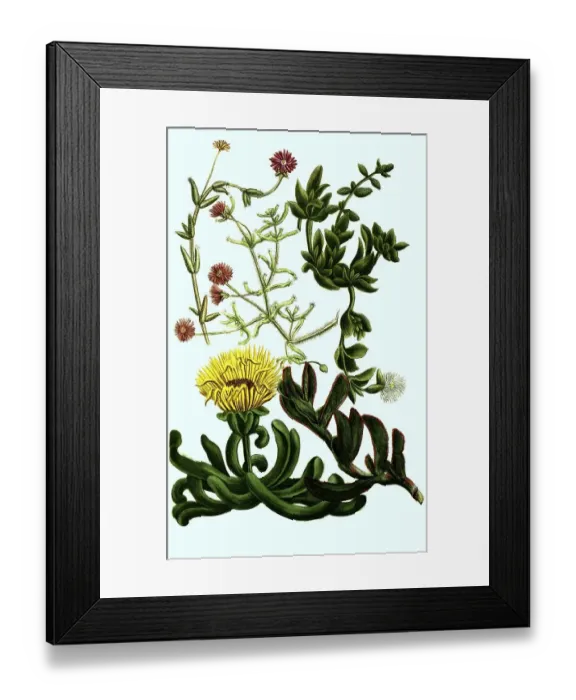 Framed Print : Ficoides africana procumbens, erecta Framed Print : Ficoides africana procumbens, erecta