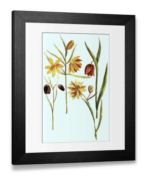 Framed Print : Serotina, lutea, praecox, isabella dicta Framed Print : Serotina, lutea, praecox, isabella dicta