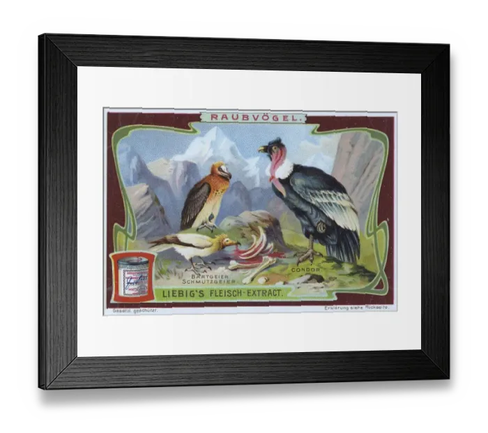 Framed Print : Picture series Birds of Prey, Bearded Vulture and Condor