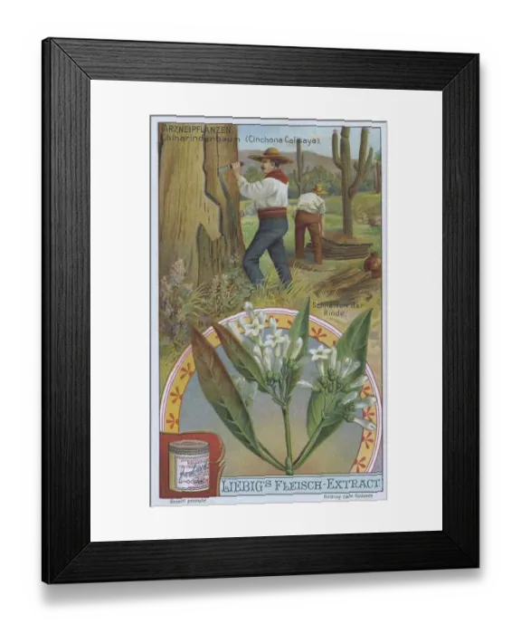 Framed Print : Picture series the preparation of medicinal plants Framed Print : Picture series the preparation of medicinal plants