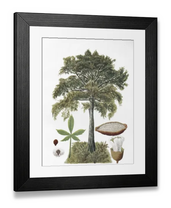 Framed Print : Silk-cotton tree (Ceiba pentandra) Framed Print : Silk-cotton tree (Ceiba pentandra)