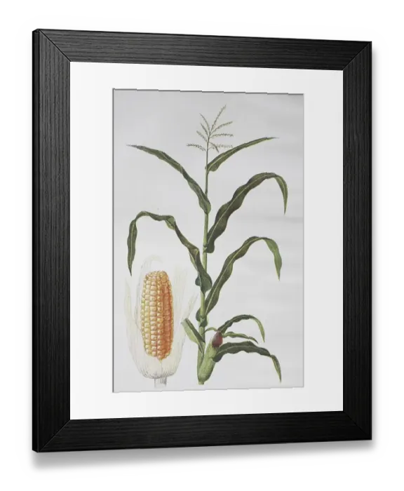 Framed Print : Corn (Zea mays), Corn plant, Corn