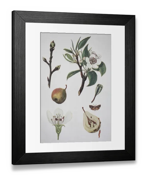 Framed Print : European pear (Pyrus communis) Framed Print : European pear (Pyrus communis)