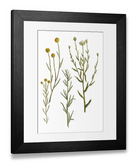 Framed Print : Boar's Rue, Artemisia abrotanum