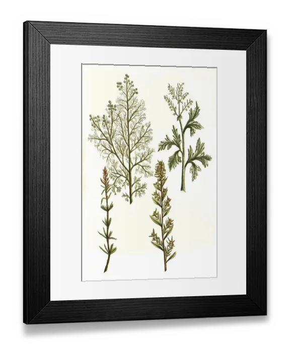 Framed Print : Absinthium ponticum aluine romane Framed Print : Absinthium ponticum aluine romane