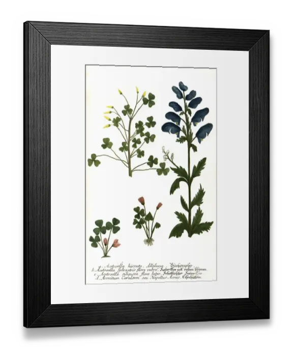 Framed Print : Acetosella hirsuta, Acetosella sylvestris flore rubro