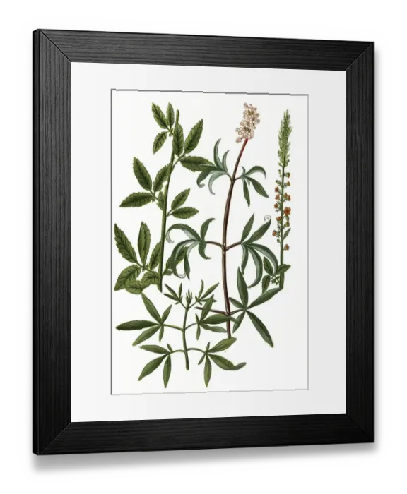 Framed Print : Major odorata, agrimony, Agnus castus