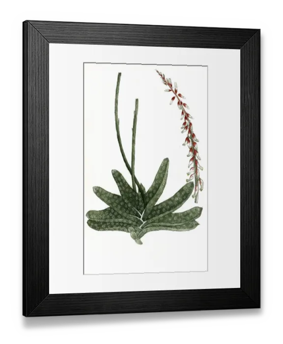 Framed Print : Aloe africana maculata flore rubro secunda