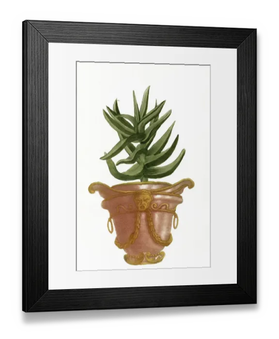 Framed Print : Aloe africana perfoliata glaua non spinosa Framed Print : Aloe africana perfoliata glaua non spinosa