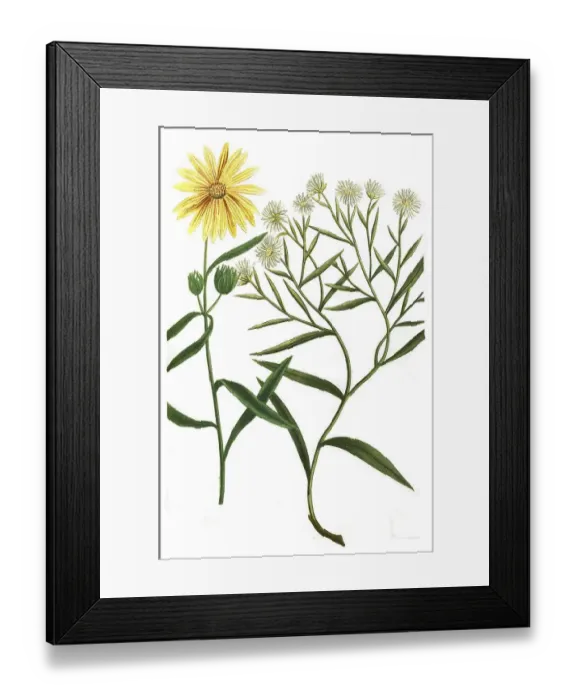 Framed Print : Aster altissimus flore luteo and Aster virginianus angustifolius