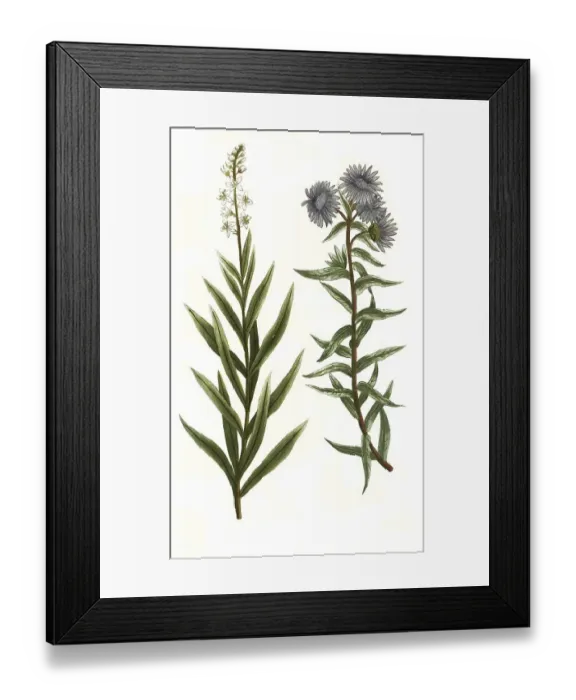 Framed Print : Aster angustifolius flore albo spicato and Aster autumnalis purpurante flore