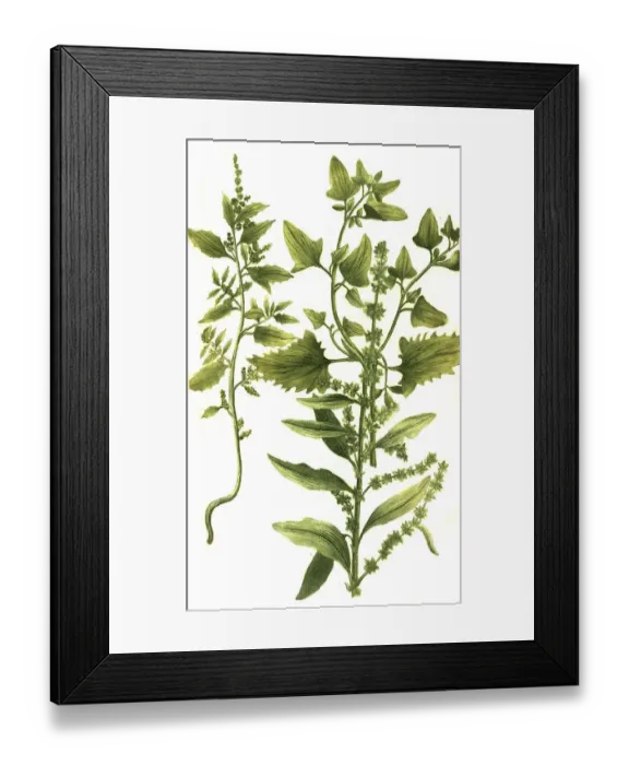 Framed Print : Atriplex folio sinnato and Atriplex angusto oblongo folio cum folliculis Framed Print : Atriplex folio sinnato and Atriplex angusto oblongo folio cum folliculis