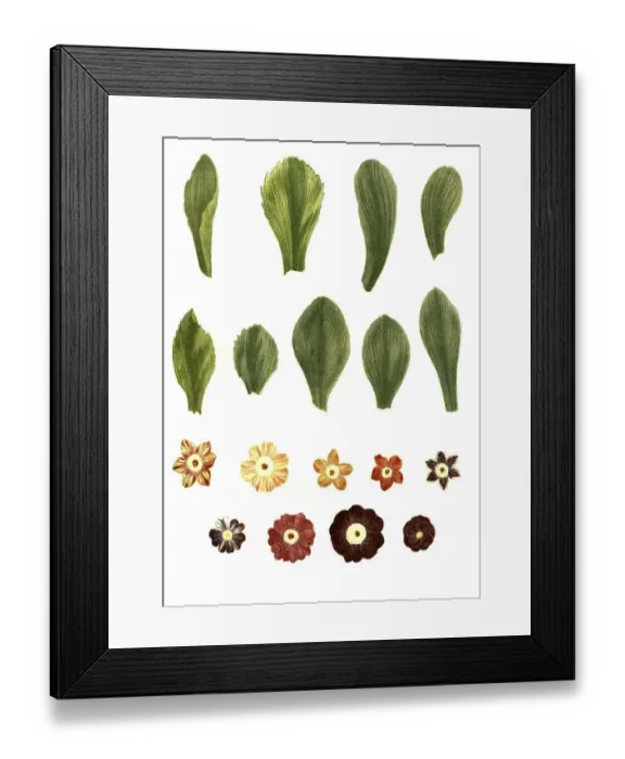 Framed Print : Variants of the least primrose (Primula minima)