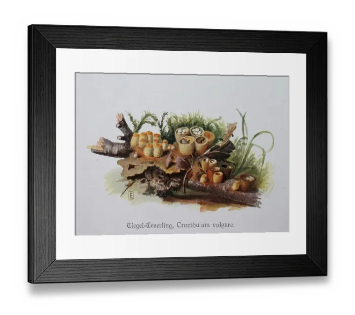 Framed Print : Mushroom, common bird's nest (Crucibulum vulgare) Framed Print : Mushroom, common bird's nest (Crucibulum vulgare)