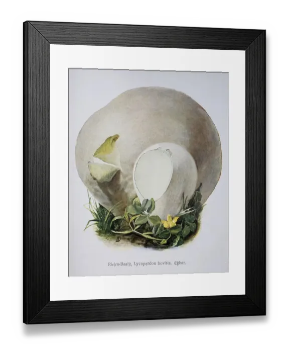 Framed Print : Mushroom, giant bovist, Lycoperdon bovista Framed Print : Mushroom, giant bovist, Lycoperdon bovista