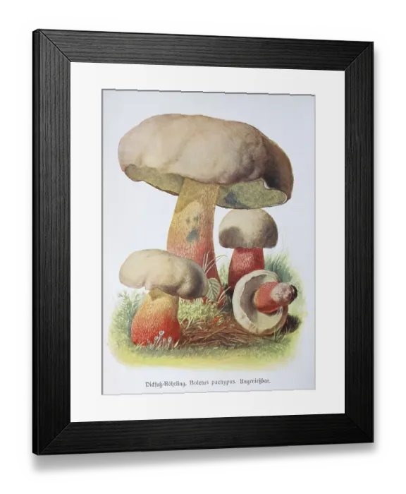 Framed Print : Mushroom, Thick-legged boletus Framed Print : Mushroom, Thick-legged boletus