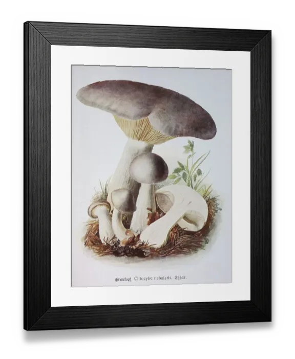 Framed Print : Mushroom, grey head, clouded funnel fungus (Lepista nebularis) the fog or grey cap