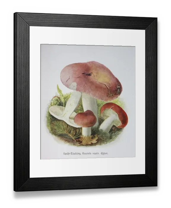 Framed Print : Mushroom, bare-toothed russula (Russula vesca)