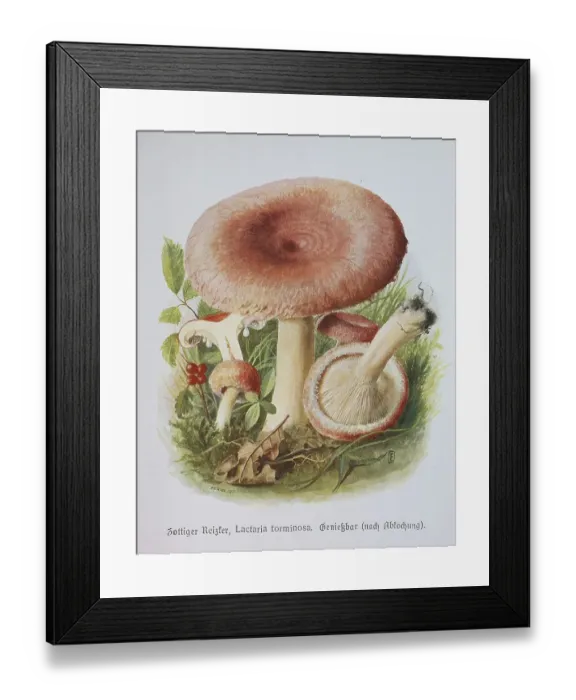 Framed Print : Mushroom, shaggy irritant, birch milkling (Lactarius)