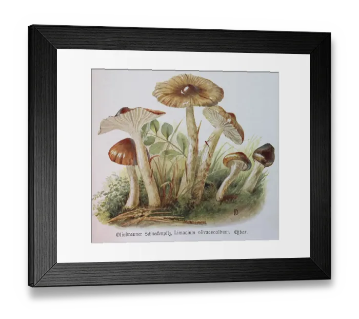 Framed Print : Mushroom, Olive brown snail fungus