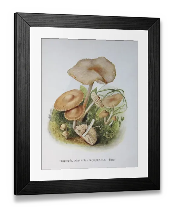 Framed Print : Mushroom, Soup Mushroom, Clove Swindling Mushroom