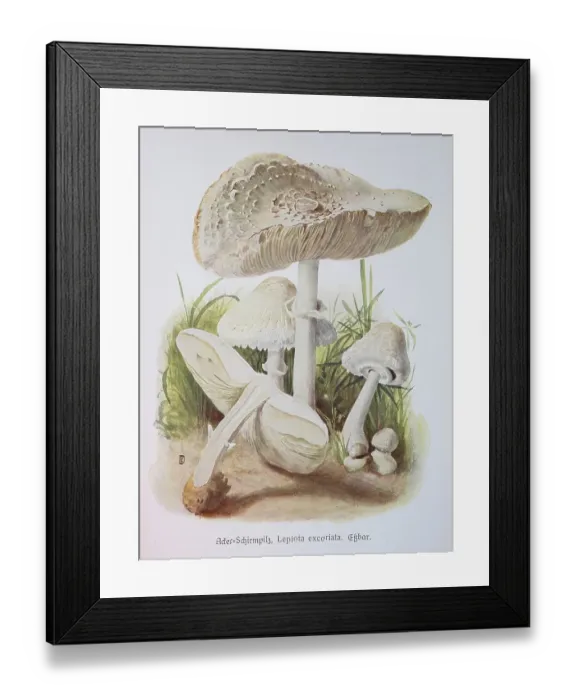 Framed Print : Mushroom, Field umbrella mushroom Framed Print : Mushroom, Field umbrella mushroom