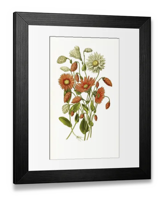 Framed Print : Helipterum manglesii, Rhodanthe manglesii Framed Print : Helipterum manglesii, Rhodanthe manglesii