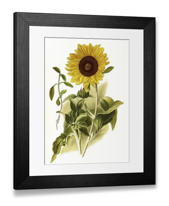 Framed Print : Helianthus argophyllus, Silver leaved sunflower Framed Print : Helianthus argophyllus, Silver leaved sunflower