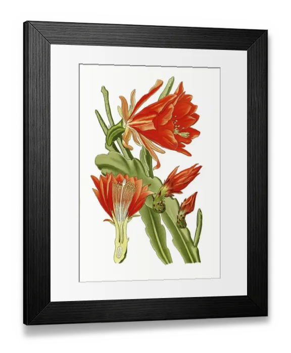 Framed Print : Phyllanthoides, Leaf-stemmed cactus Framed Print : Phyllanthoides, Leaf-stemmed cactus