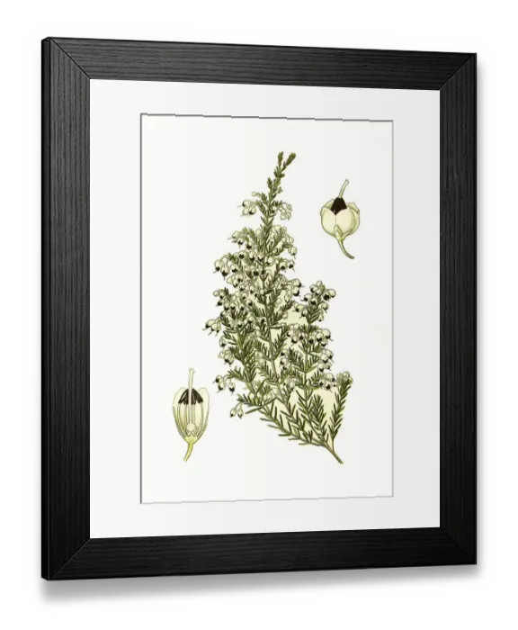 Framed Print : Erica melanthera, Black-Anthered Heath Framed Print : Erica melanthera, Black-Anthered Heath