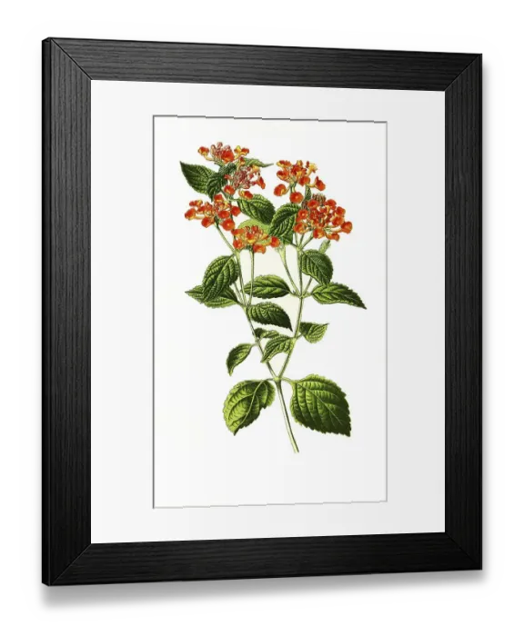 Framed Print : Lantana Camara, big-sage, wild-sage Framed Print : Lantana Camara, big-sage, wild-sage