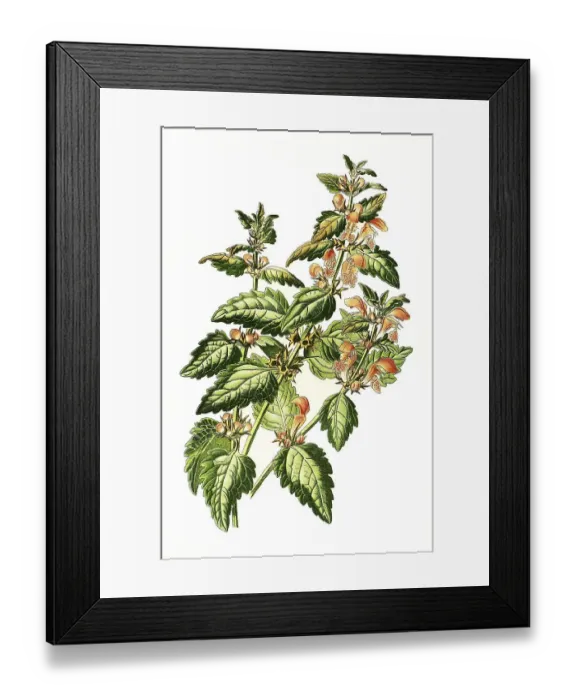 Framed Print : Spotted henbit, purple dragon, Spotted Dead Nettle Framed Print : Spotted henbit, purple dragon, Spotted Dead Nettle